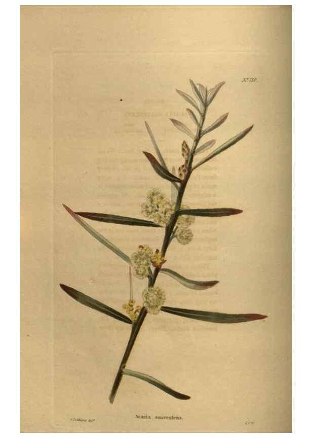 Reproducción/Reproduction 48754228616: The botanical cabinet. London :John & Arthur Arch ...,1817-1833.. 