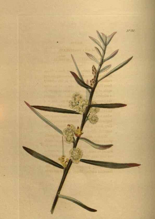 Reproducción/Reproduction 48754228616: The botanical cabinet. London :John & Arthur Arch ...,1817-1833.. 