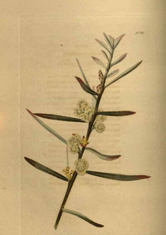 Reproducción/Reproduction 48754228616: The botanical cabinet. London :John & Arthur Arch ...,1817-1833.. 