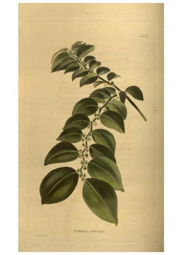 Reproducción/Reproduction 48754228856: The botanical cabinet. London :John & Arthur Arch ...,1817-1833.. 