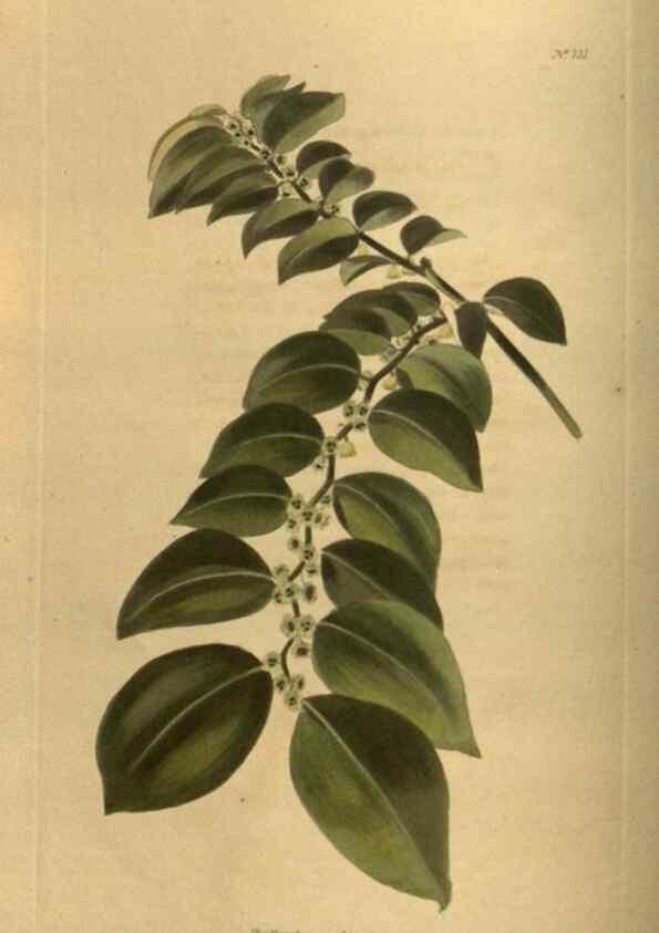 Reproducción/Reproduction 48754228856: The botanical cabinet. London :John & Arthur Arch ...,1817-1833.. 