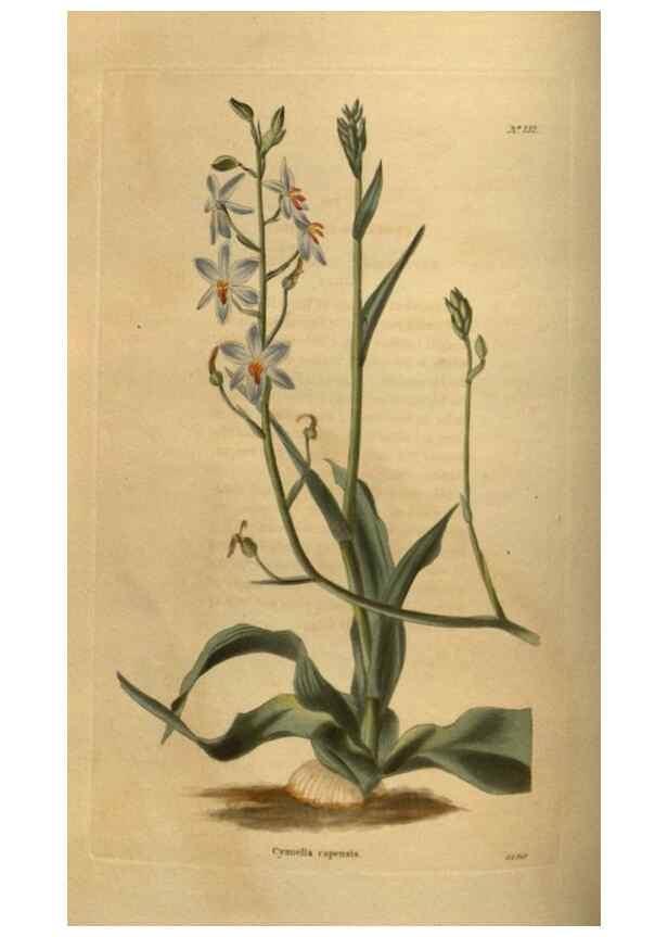 Reproducción/Reproduction 48754422712: The botanical cabinet. London :John & Arthur Arch ...,1817-1833.. 