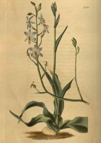 Reproducción/Reproduction 48754422712: The botanical cabinet. London :John & Arthur Arch ...,1817-1833.. 