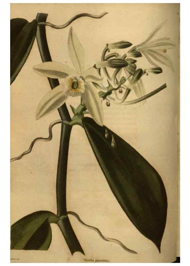 Reproducción/Reproduction 48754423047: The botanical cabinet. London :John & Arthur Arch ...,1817-1833.. 