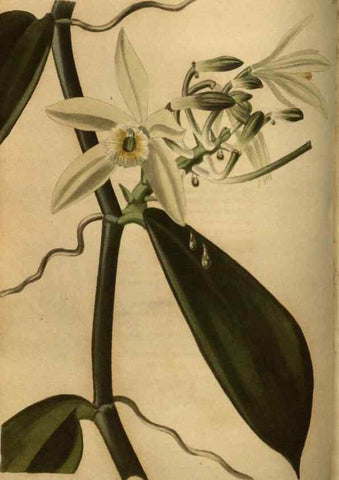 Reproducción/Reproduction 48754423047: The botanical cabinet. London :John & Arthur Arch ...,1817-1833.. 