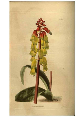 Reproducción/Reproduction 48753907353: The botanical cabinet. London :John & Arthur Arch ...,1817-1833.. 