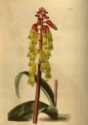 Reproducción/Reproduction 48753907353: The botanical cabinet. London :John & Arthur Arch ...,1817-1833.. 