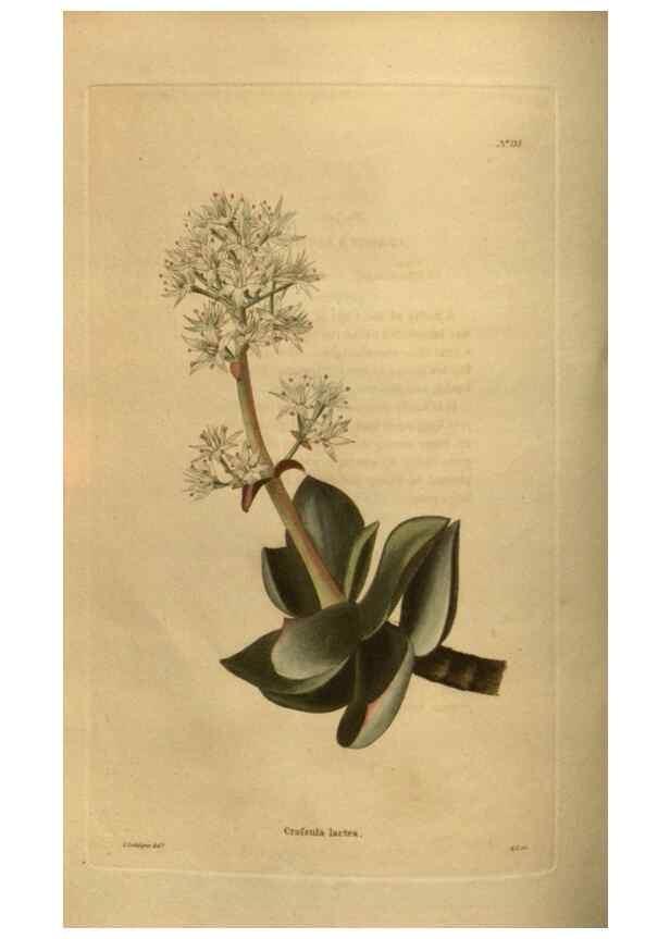 Reproducción/Reproduction 48753907638: The botanical cabinet. London :John & Arthur Arch ...,1817-1833.. 