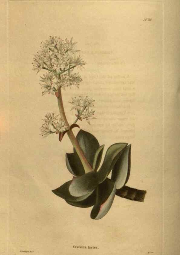Reproducción/Reproduction 48753907638: The botanical cabinet. London :John & Arthur Arch ...,1817-1833.. 