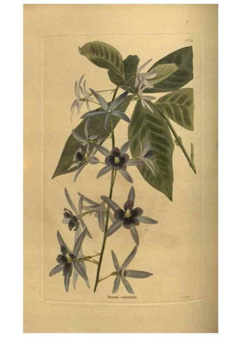 Reproducción/Reproduction 48754423872: The botanical cabinet. London :John & Arthur Arch ...,1817-1833.. 
