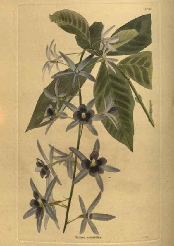 Reproducción/Reproduction 48754423872: The botanical cabinet. London :John & Arthur Arch ...,1817-1833.. 