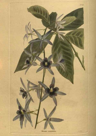 Reproducción/Reproduction 48754423872: The botanical cabinet. London :John & Arthur Arch ...,1817-1833.. 