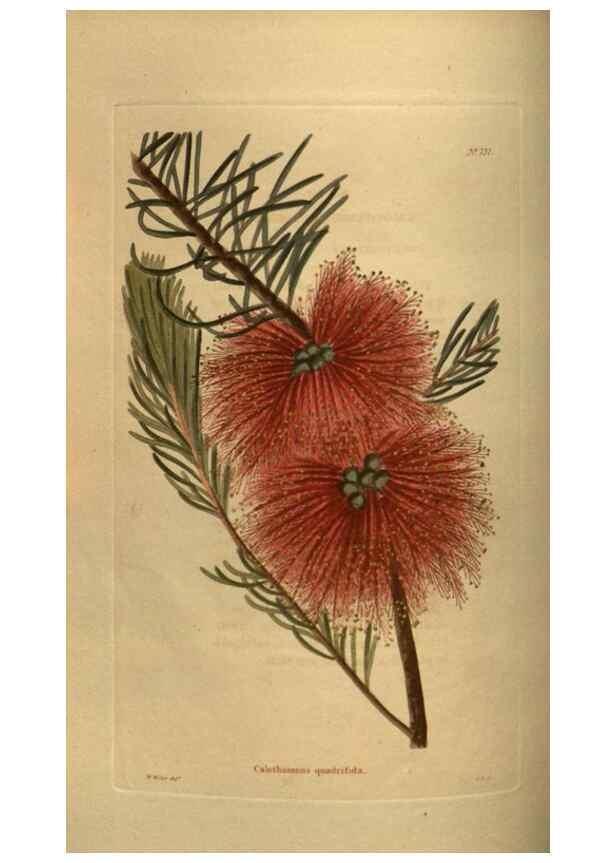 Reproducción/Reproduction 48753908223: The botanical cabinet. London :John & Arthur Arch ...,1817-1833.. 