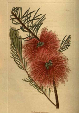 Reproducción/Reproduction 48753908223: The botanical cabinet. London :John & Arthur Arch ...,1817-1833.. 