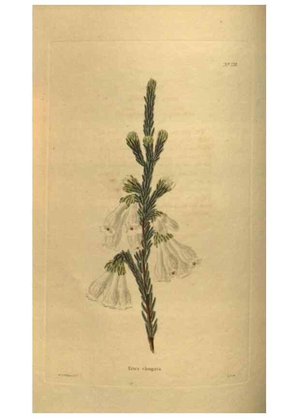 Reproducción/Reproduction 48753908458: The botanical cabinet. London :John & Arthur Arch ...,1817-1833.. 