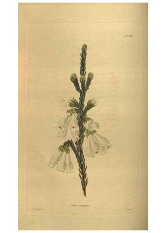 Reproducción/Reproduction 48753908458: The botanical cabinet. London :John & Arthur Arch ...,1817-1833.. 