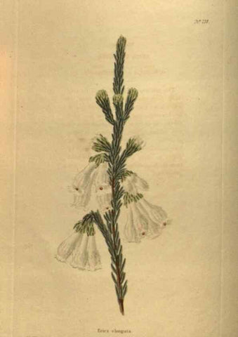 Reproducción/Reproduction 48753908458: The botanical cabinet. London :John & Arthur Arch ...,1817-1833.. 