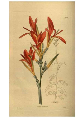 Reproducción/Reproduction 48754231086: The botanical cabinet. London :John & Arthur Arch ...,1817-1833.. 