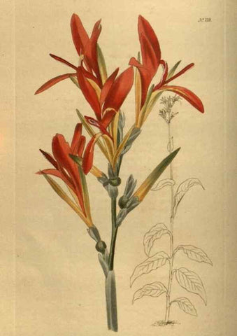 Reproducción/Reproduction 48754231086: The botanical cabinet. London :John & Arthur Arch ...,1817-1833.. 