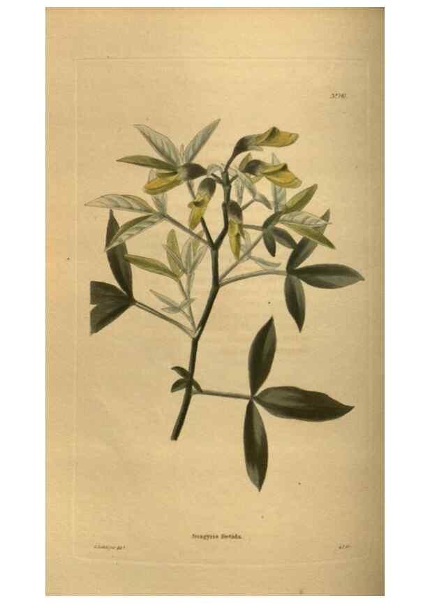 Reproducción/Reproduction 48753908993: The botanical cabinet. London :John & Arthur Arch ...,1817-1833.. 