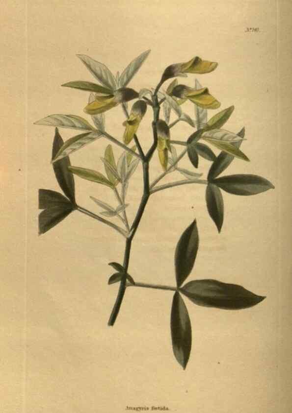 Reproducción/Reproduction 48753908993: The botanical cabinet. London :John & Arthur Arch ...,1817-1833.. 
