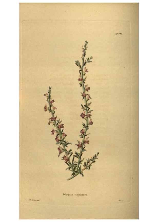 Reproducción/Reproduction 48754231621: The botanical cabinet. London :John & Arthur Arch ...,1817-1833.. 