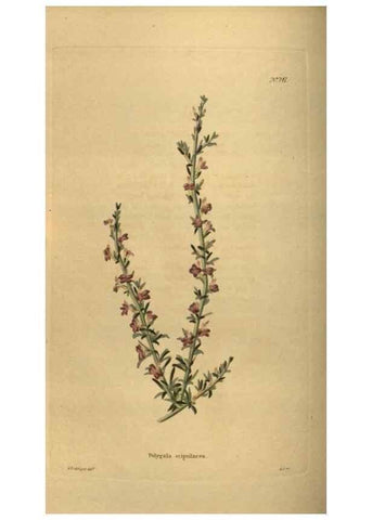 Reproducción/Reproduction 48754231621: The botanical cabinet. London :John & Arthur Arch ...,1817-1833.. 