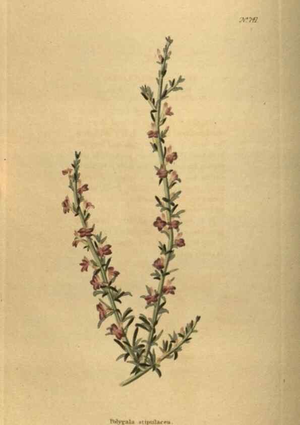 Reproducción/Reproduction 48754231621: The botanical cabinet. London :John & Arthur Arch ...,1817-1833.. 