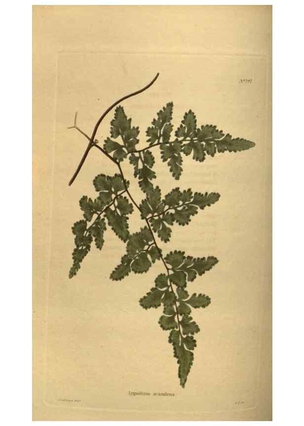 Reproducción/Reproduction 48754231951: The botanical cabinet. London :John & Arthur Arch ...,1817-1833.. 