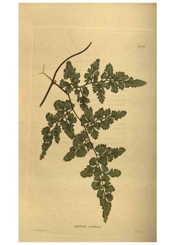 Reproducción/Reproduction 48754231951: The botanical cabinet. London :John & Arthur Arch ...,1817-1833.. 