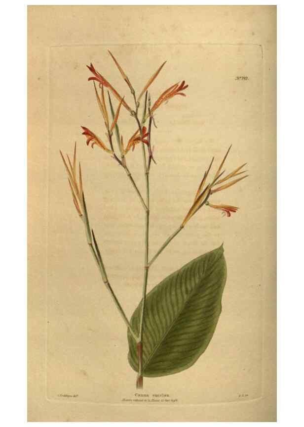 Reproducción/Reproduction 48754425742: The botanical cabinet. London :John & Arthur Arch ...,1817-1833.. 