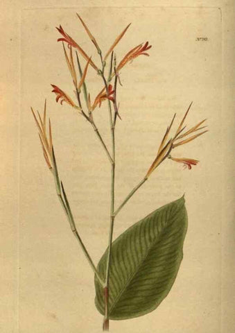 Reproducción/Reproduction 48754425742: The botanical cabinet. London :John & Arthur Arch ...,1817-1833.. 
