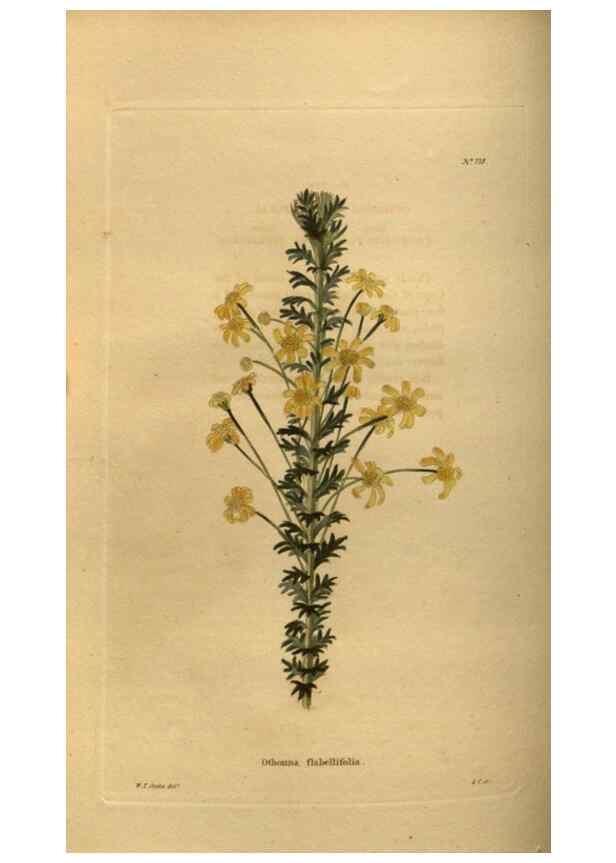 Reproducción/Reproduction 48754421292: The botanical cabinet. London :John & Arthur Arch ...,1817-1833.. 