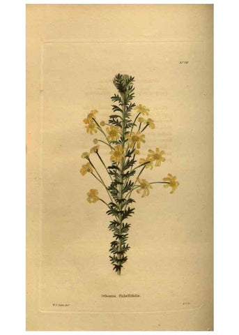 Reproducción/Reproduction 48754421292: The botanical cabinet. London :John & Arthur Arch ...,1817-1833.. 