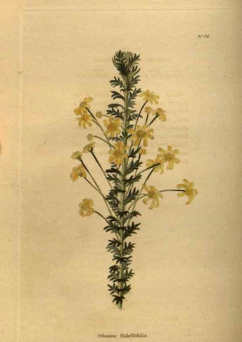 Reproducción/Reproduction 48754421292: The botanical cabinet. London :John & Arthur Arch ...,1817-1833.. 
