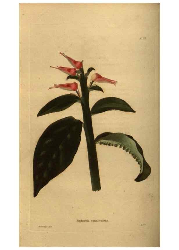 Reproducción/Reproduction 48754227651: The botanical cabinet. London :John & Arthur Arch ...,1817-1833.. 