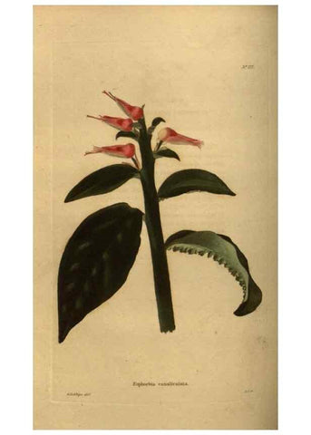Reproducción/Reproduction 48754227651: The botanical cabinet. London :John & Arthur Arch ...,1817-1833.. 