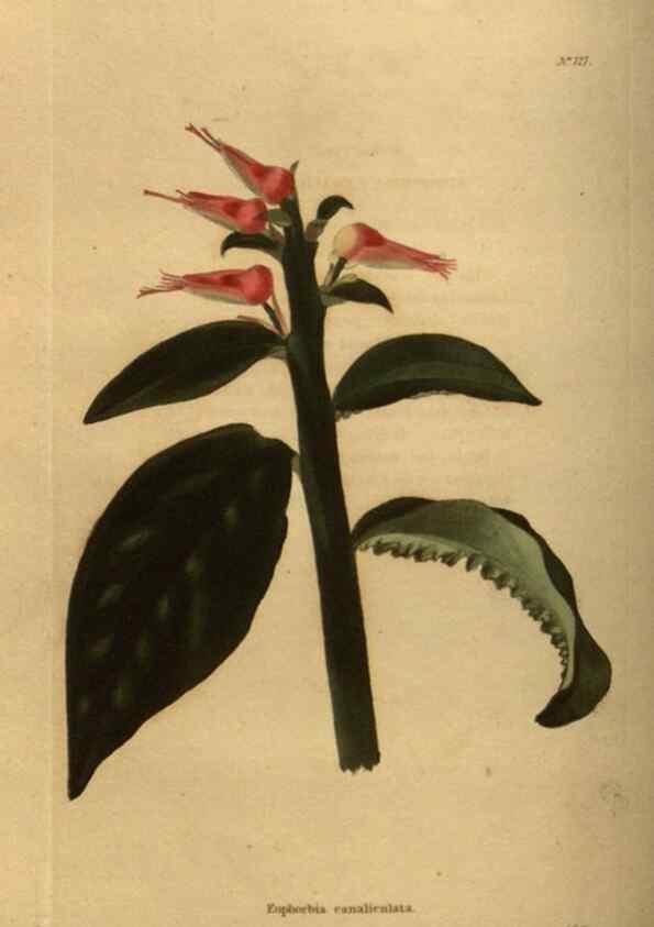 Reproducción/Reproduction 48754227651: The botanical cabinet. London :John & Arthur Arch ...,1817-1833.. 