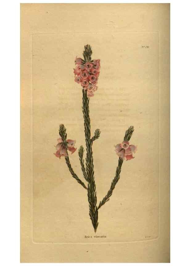 Reproducción/Reproduction 48753904728: The botanical cabinet. London :John & Arthur Arch ...,1817-1833.. 