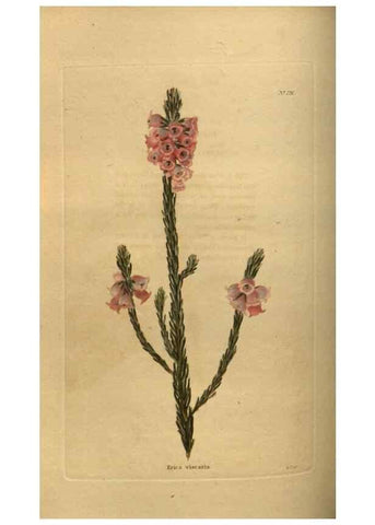 Reproducción/Reproduction 48753904728: The botanical cabinet. London :John & Arthur Arch ...,1817-1833.. 