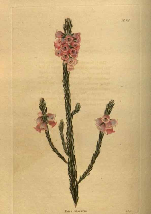Reproducción/Reproduction 48753904728: The botanical cabinet. London :John & Arthur Arch ...,1817-1833.. 