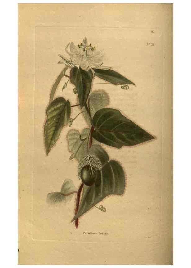 Reproducción/Reproduction 48754227001: The botanical cabinet. London :John & Arthur Arch ...,1817-1833.. 