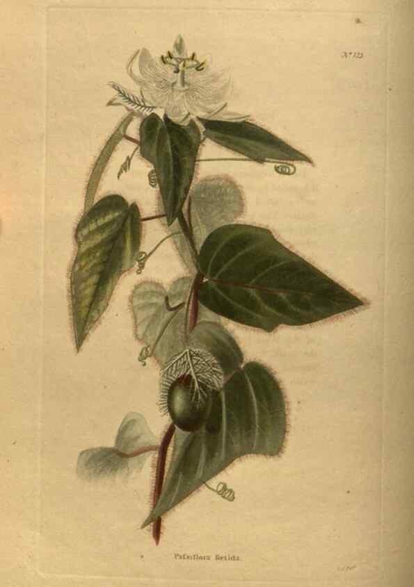 Reproducción/Reproduction 48754227001: The botanical cabinet. London :John & Arthur Arch ...,1817-1833.. 