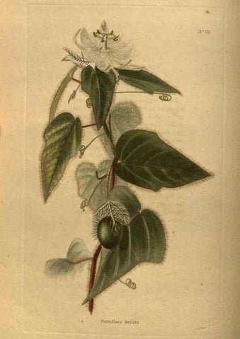 Reproducción/Reproduction 48754227001: The botanical cabinet. London :John & Arthur Arch ...,1817-1833.. 