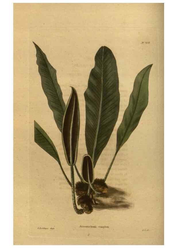 Reproducción/Reproduction 48753899033: The botanical cabinet. London :John & Arthur Arch ...,1817-1833.. 