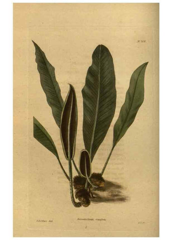 Reproducción/Reproduction 48753899033: The botanical cabinet. London :John & Arthur Arch ...,1817-1833.. 