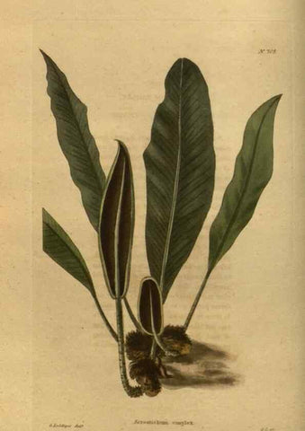 Reproducción/Reproduction 48753899033: The botanical cabinet. London :John & Arthur Arch ...,1817-1833.. 