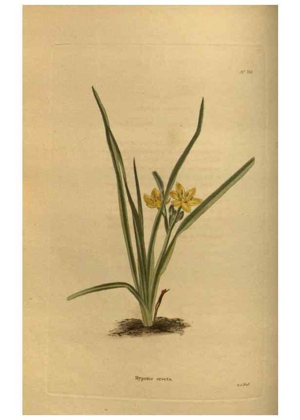Reproducción/Reproduction 48753899303: The botanical cabinet. London :John & Arthur Arch ...,1817-1833.. 