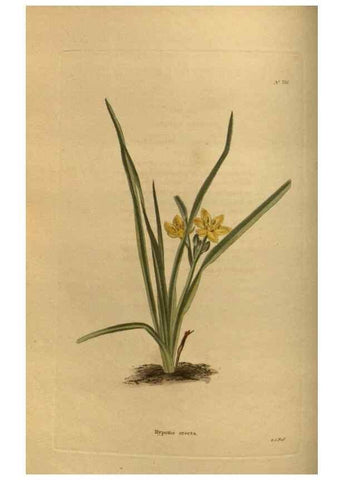 Reproducción/Reproduction 48753899303: The botanical cabinet. London :John & Arthur Arch ...,1817-1833.. 