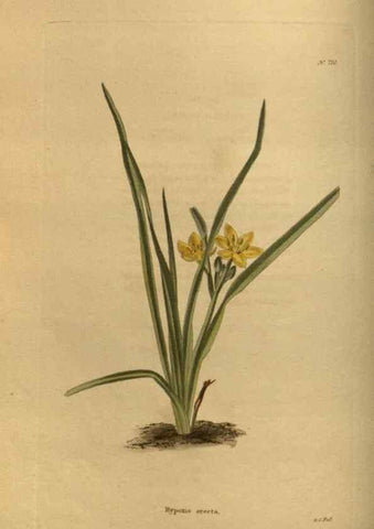 Reproducción/Reproduction 48753899303: The botanical cabinet. London :John & Arthur Arch ...,1817-1833.. 